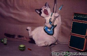 chat guitariste