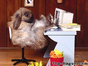 Lapin au bureau