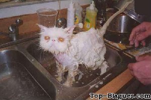 lavage de chat en profondeur