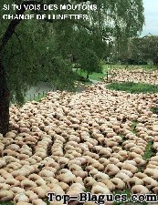 troupeau de moutons