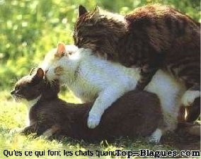 partie de chat