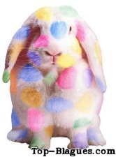 lapin coloré