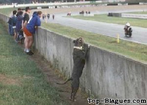 chien regarde la course