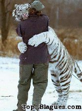 calin avec un tigre blanc