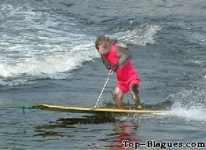 singe surfer