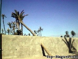 un palmier à travers un mur