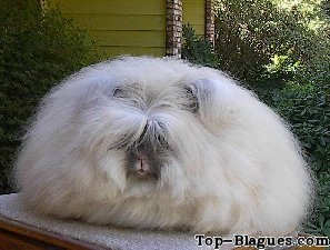 lapin angora