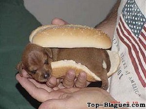 Le vrai hot dog