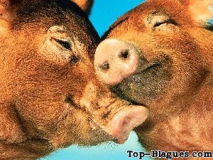 cochons d'amour