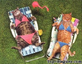 Petite bronzette entre chats